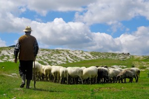 Shepherd-watching-flock