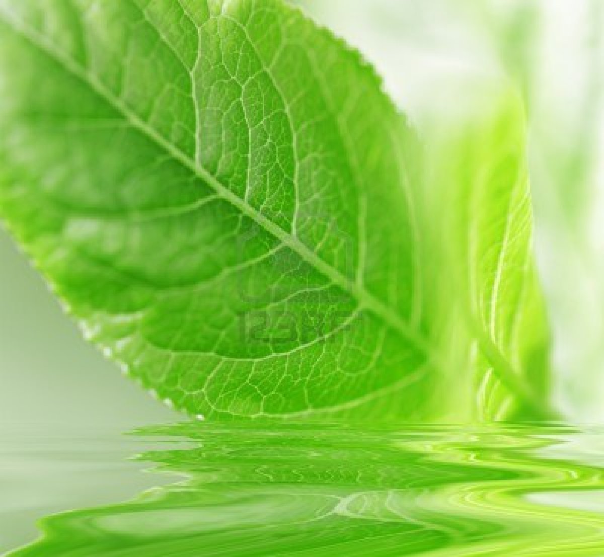 green-spring-waters